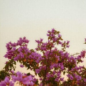 a bird sitting on top of a tree filled with purple flowers